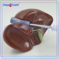 PNT-0469 modelo anatómico del hígado humano de tamaño natural para el hospital